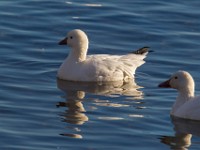 A2Z5680c  Ross's Goose (Chen rossii) & Snow Goose (Chen caerulescens)